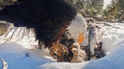 Chick of Big Bear bald eagles Jackie and Shadow dies in storm