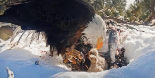 Chick of Big Bear bald eagles Jackie and Shadow dies in storm