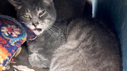 Man tossed injured cat into a dumpster in Orange County, authorities say