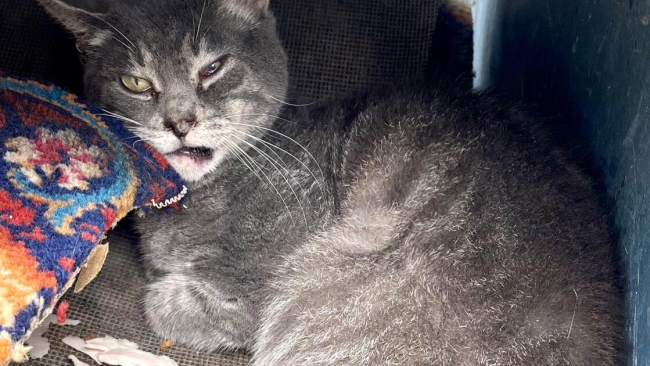 Man tossed injured cat into a dumpster in Orange County, authorities say