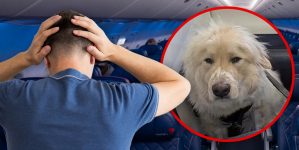 Delta Passenger Fumes After Service Dog Allegedly Replaces Him in First Class